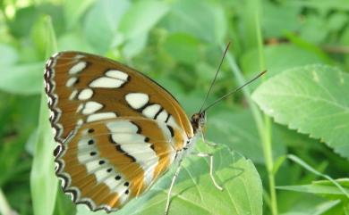 Athyma perius (Linnaeus, 1758) 玄珠帶蛺蝶