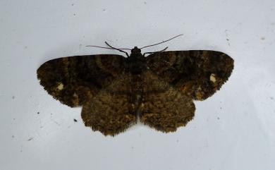 Parectropis subflava Bastelberger, 1909 雙白斑尺蛾