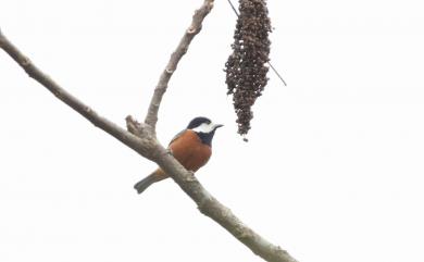 Sittiparus castaneoventris Gould, 1862 赤腹山雀