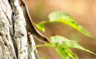 Eutropis multifasciata (Kunl, 1820) 多線真稜蜥