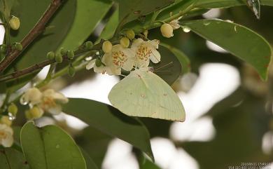 Catopsilia pomona pomona (Fabricius, 1775) 遷粉蝶