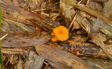 Hygrocybe virginea (Wulf.:Fr.) Orton & Watl. 潔白拱頂菇