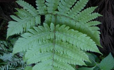 Dryopteris sparsa (D.Don) Kuntze 長葉鱗毛蕨