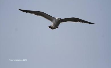 Larus crassirostris Vieillot, 1818 黑尾鷗