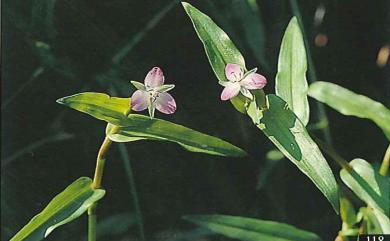 Murdannia keisak 水竹葉