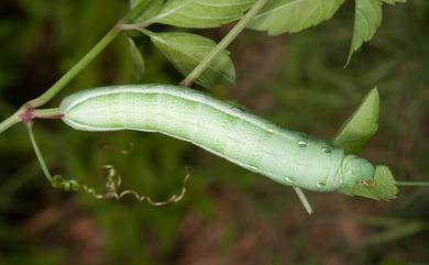 Theretra japonica (Boisduval, 1869) 日本斜紋天蛾