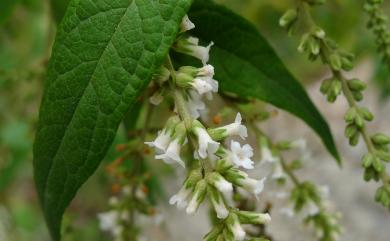 Buddleja asiatica Lour. 揚波