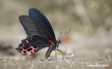 Papilio thaiwanus Rothschild, 1898 臺灣鳳蝶