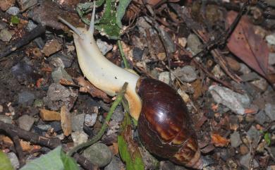 Achatina fulica Bowdich, 1822 非洲大蝸牛