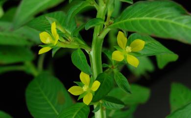 Ludwigia hyssopifolia (G.Don) Exell 細葉水丁香