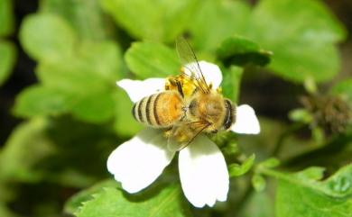 Apis mellifera Linnaeus, 1758 意大利蜂