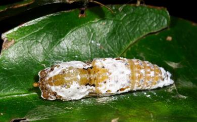 Badamia exclamationis (Fabricius, 1775) 長翅弄蝶