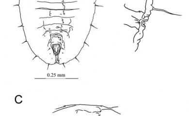 Metabemisia filicis Mound, 1967 蕨後伯粉蝨