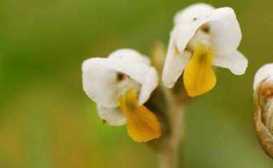 Zeuxine strateumatica var. strateumatica (L.) Schltr. 線柱蘭