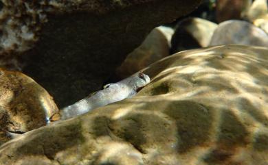 Sicyopterus lagocephalus (Pallas, 1770) 兔頭瓢鰭鰕虎