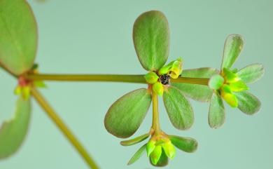 Portulaca oleracea 馬齒莧