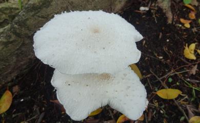 Amanita abrupta 球基鵝膏菌