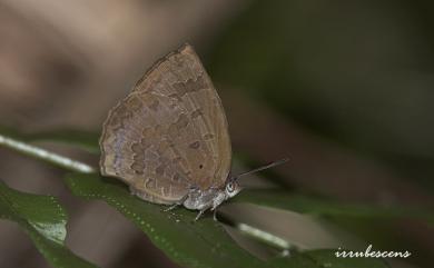 Arhopala japonica (Murray, 1875) 日本紫灰蝶