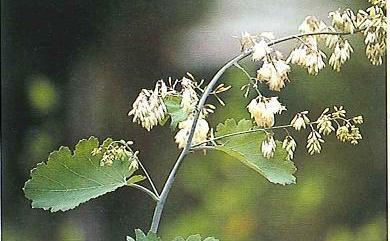 Macleaya cordata (Willd.) R. Br. 博落迴