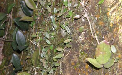 Bulbophyllum aureolabellum 小豆蘭