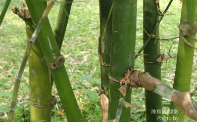 Bambusa bambos (L.) Voss 茨竹