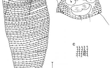 Floracarus trirectus Huang, 2001 三線佛州節蜱