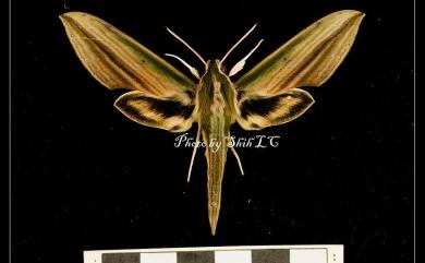 Cechetra lineosa (Walker, 1856) 棕綠背線天蛾