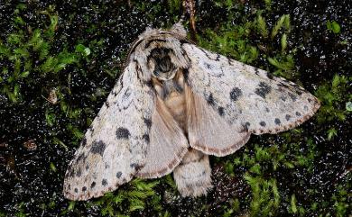 Libido bipunctata (Okano, 1960) 雙點潘舟蛾