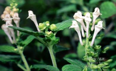 Scutellaria indica L. 印度黃芩