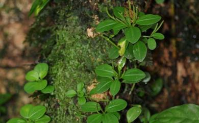 Peperomia rubrivenosa C.DC. 蘭嶼椒草