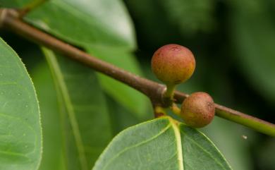 Ficus tinctoria G.Forst. 山豬枷