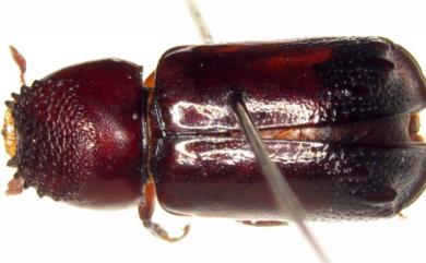 Xylothrips flavipes (Illiger, 1801) 黃足豔紅長蠹