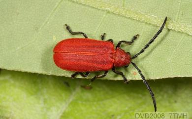 Atysa brevithorax (Pic, 1928) 大紅薄翅螢金花蟲