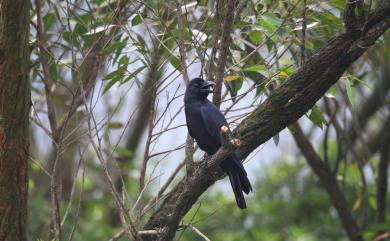 Corvus macrorhynchos colonorum 巨嘴鴉