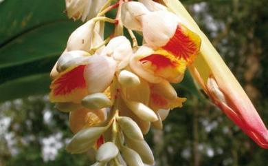 Alpinia zerumbet 月桃