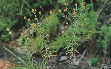Gnaphalium hypoleucum var. hypoleucum DC. 秋鼠麴草