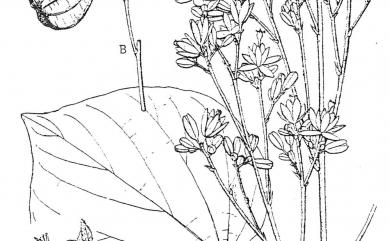 Kleinhovia hospita L. 克蘭樹