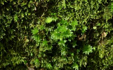 Rhodobryum giganteum (Schwaegr.) Paris, 1898 暖地大葉苔