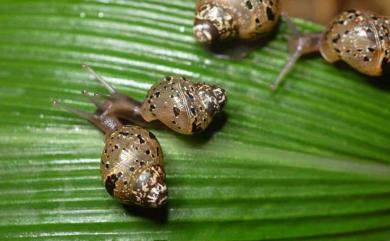 Achatina fulica Bowdich, 1822 非洲大蝸牛