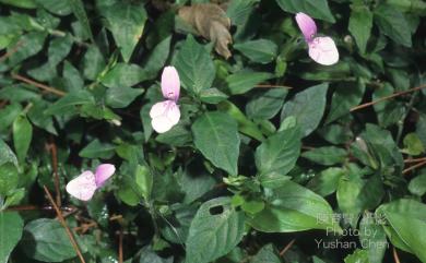 Peristrophe japonica (Thunb.) Bremek. 九頭獅子草