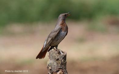 Turdus ruficollis Pallas, 1776 赤頸鶇