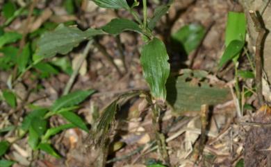 Tropidia nipponica Masam. 狹葉摺唇蘭