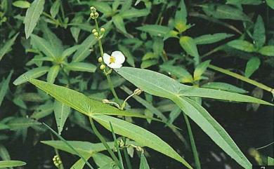 Sagittaria sagittifolia L. 慈姑