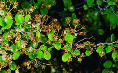 Spiraea blumei 繡球繡線菊