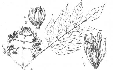 Tetradium glabrifolium 賊仔樹