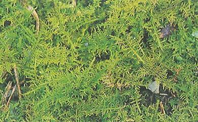 Thuidium cymbifolium (Dozy & Molk.) Dozy & Molk., 1865 大羽苔