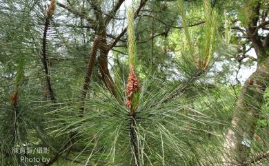 Pinus taiwanensis Hayata 臺灣二葉松