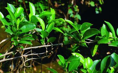 Ficus erecta var. beecheyana 牛奶榕