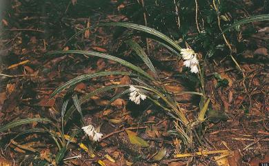 Calanthe angustifolia 矮根節蘭