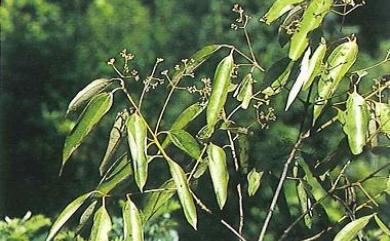 Cinnamomum austrosinense H.T.Chang 牡丹葉桂皮